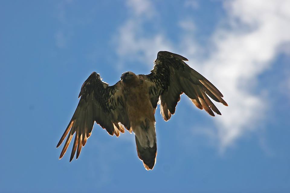 Gipeto a volo radente - Dante Alpe